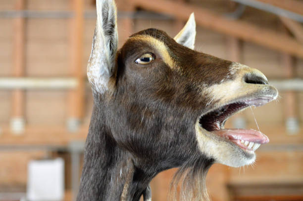 Extension officers shortage affecting goat farmers